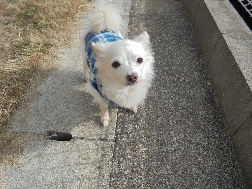 みんなの家東入部 ペット 犬